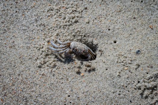 Close-up view of a crab emerging from a sandy beach, showcasing natural beach habitat.