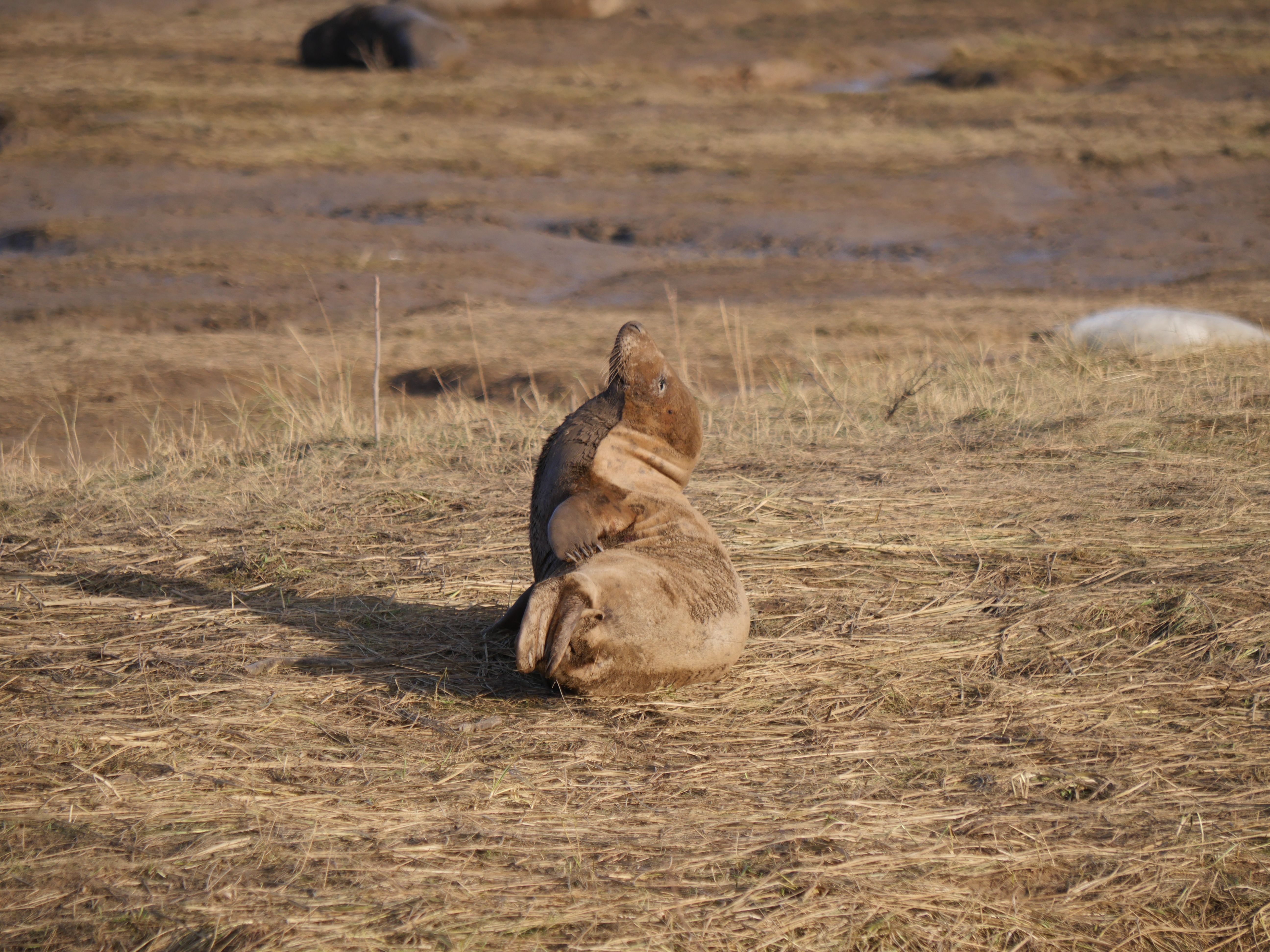 A lone brown seal lies serenely on the sandy grassland beside the shore.