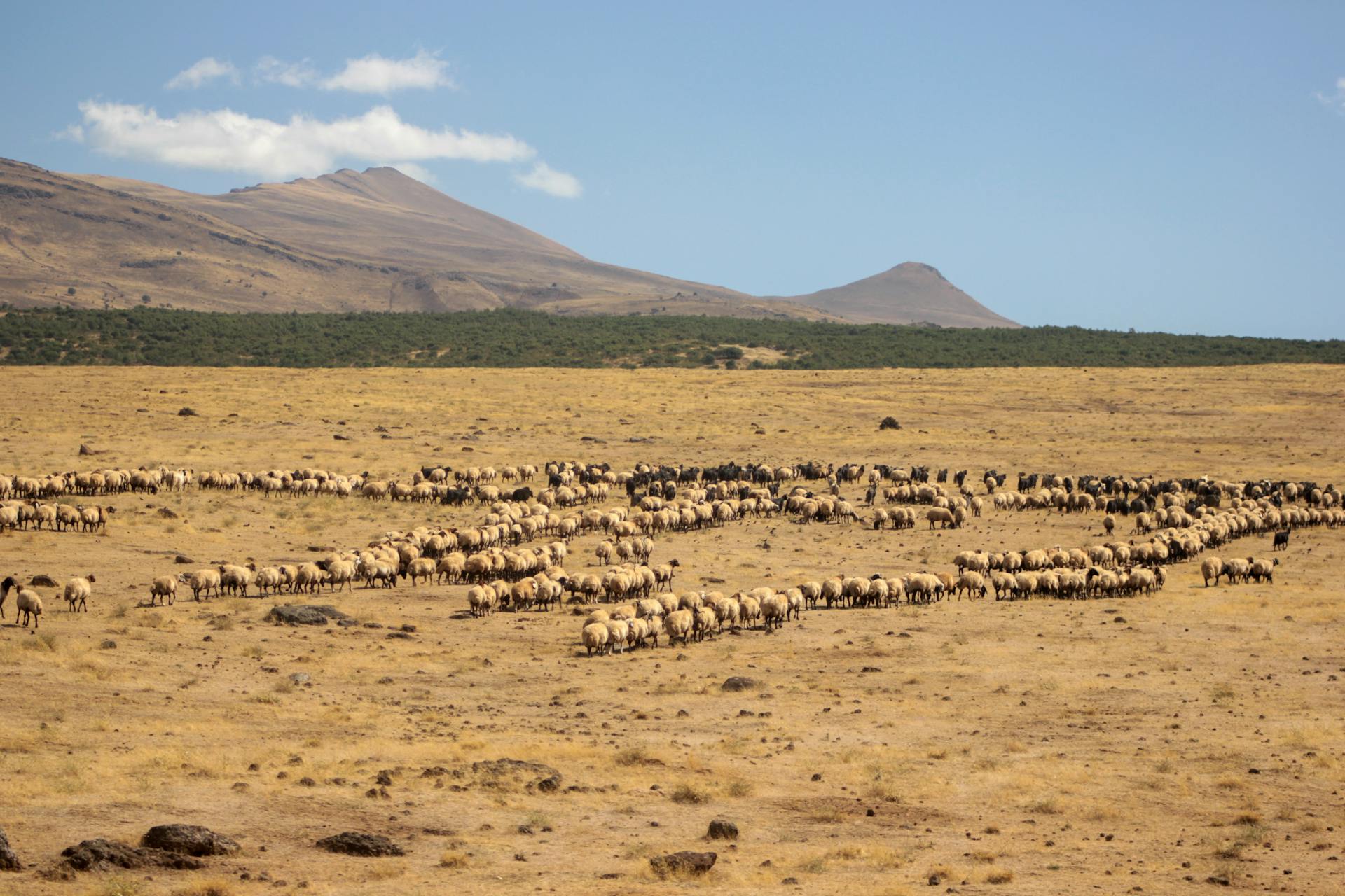 A vast flock of sheep grazing on dry grasslands against a mountainous backdrop in Türkiye.