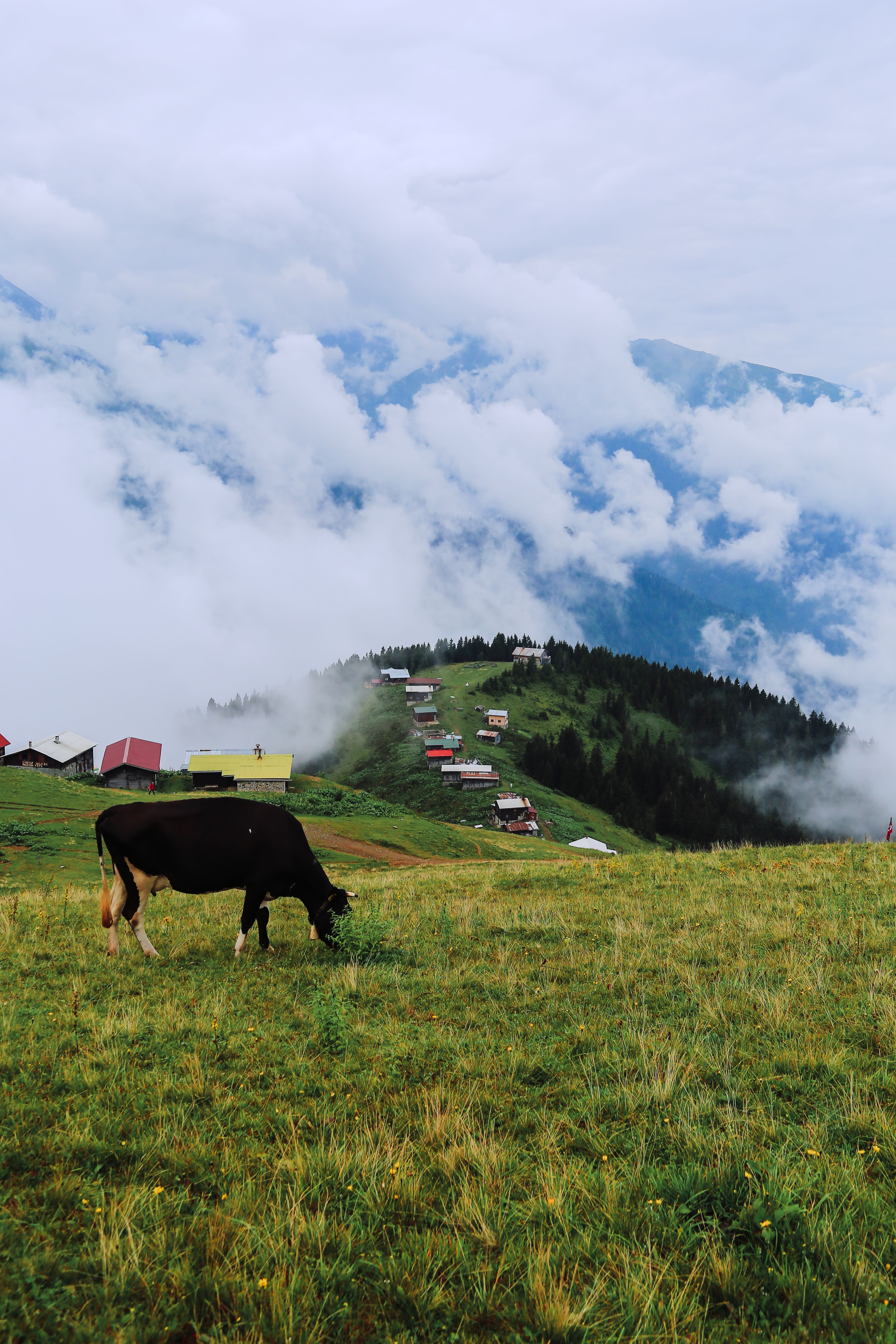 Scenic Mountain Pasture with Grazing Cow · Free Stock Photo