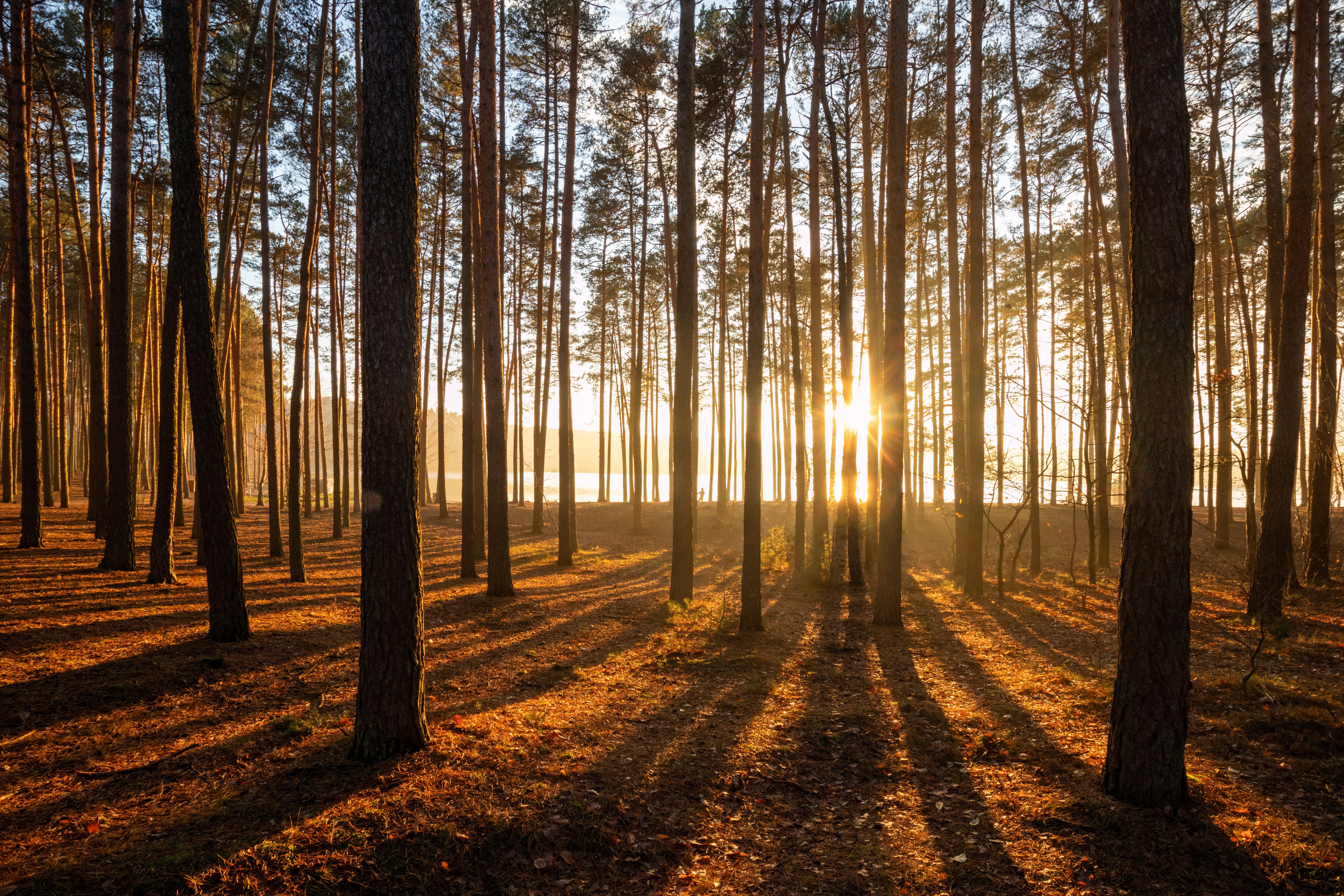 Golden sunlight filters through a serene pine forest in Kobyla Góra, Poland.