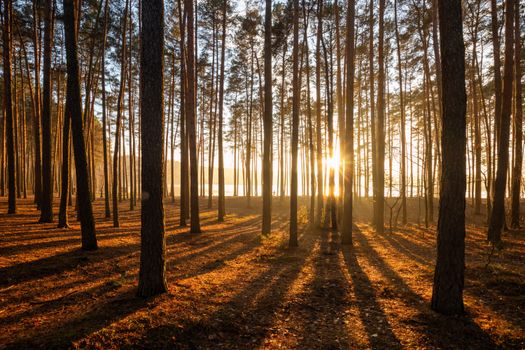 Golden sunlight filters through a serene pine forest in Kobyla Góra, Poland.
