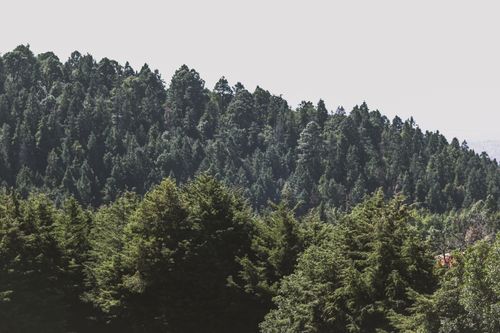 Free Serene view of dense green forest under a clear sky, perfect for nature lovers. Stock Photo