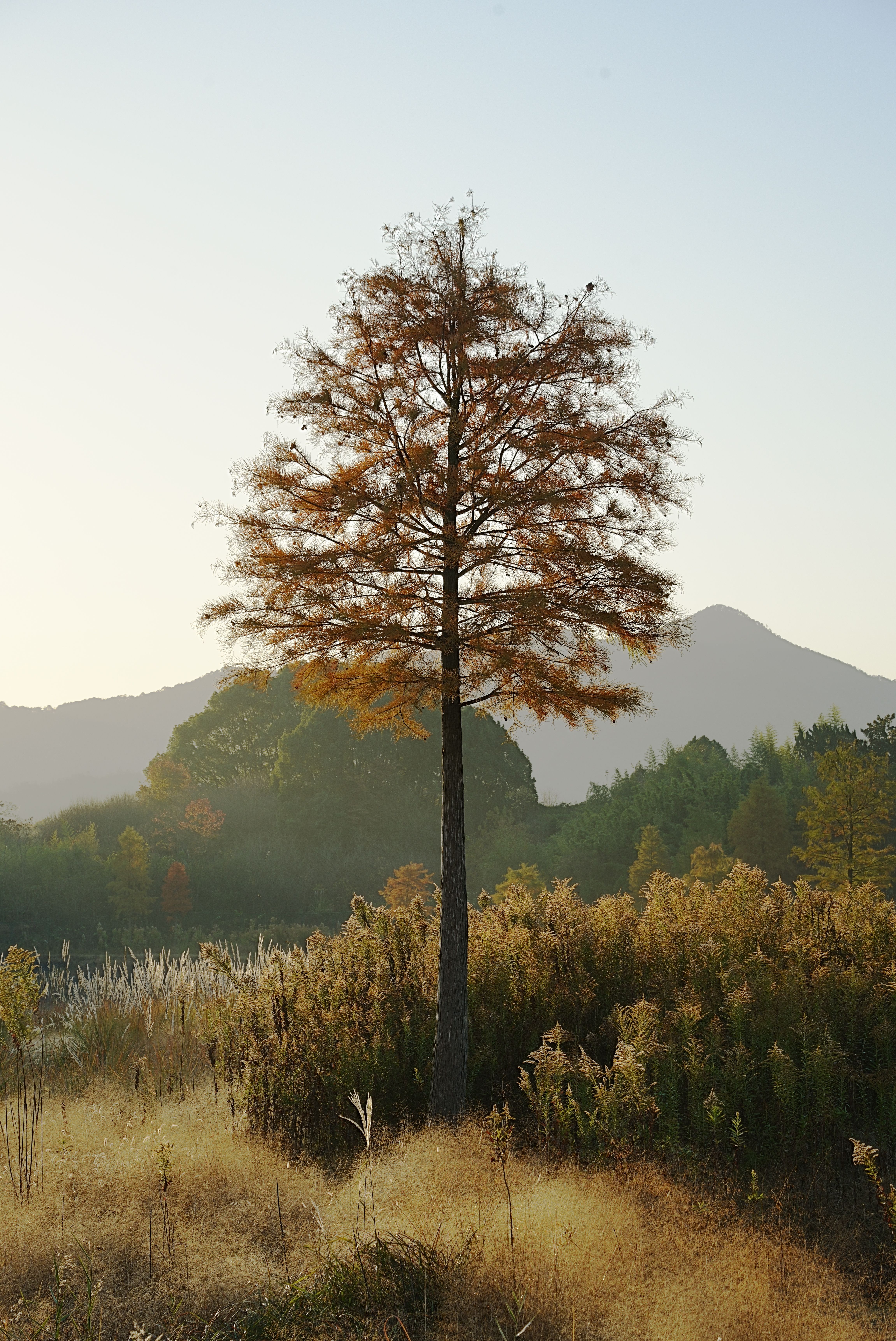 Solitary Tree in Tranquil Meadow Landscape · Free Stock Photo