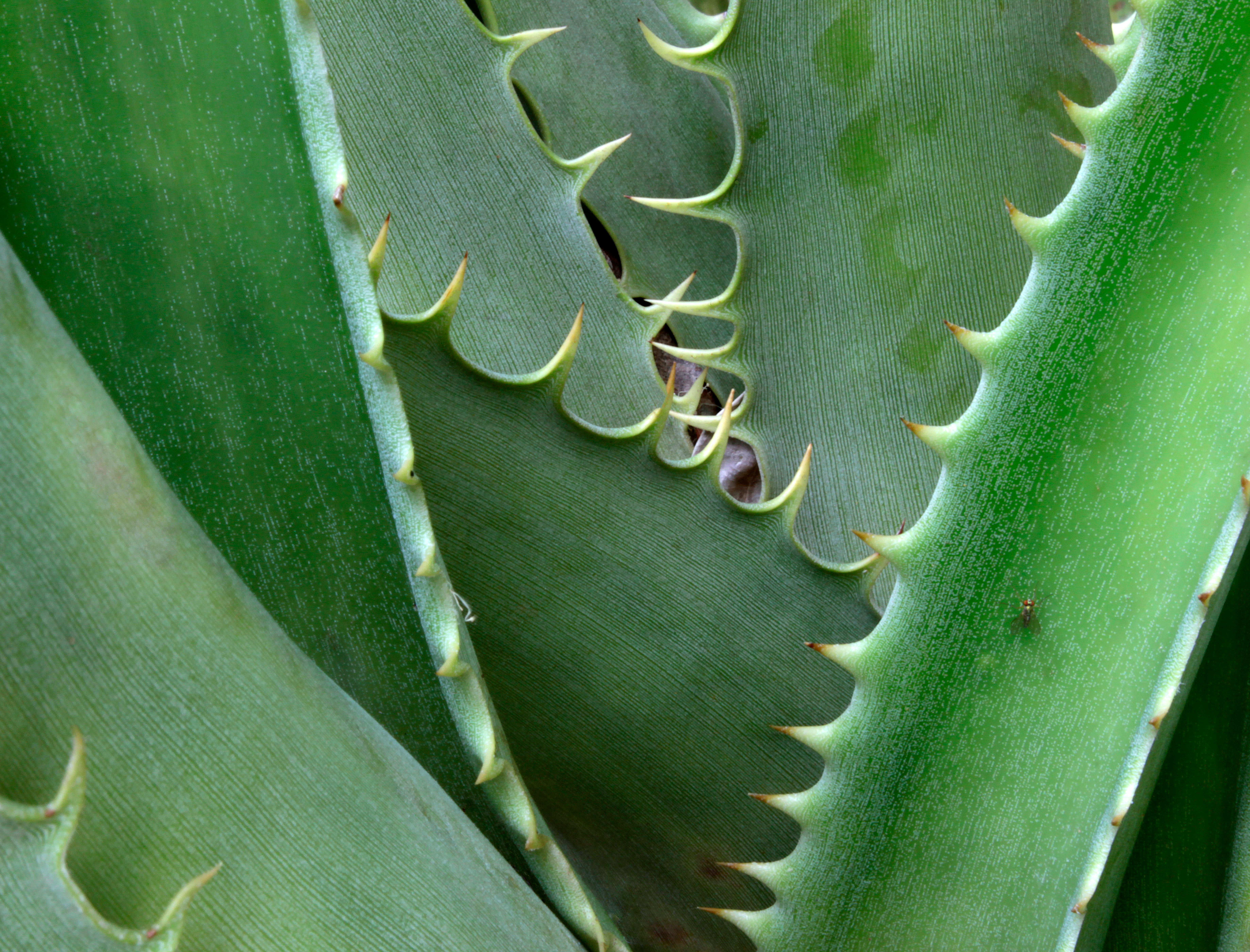 Detailed macro shot of aloe vera leaves highlighting their spines and texture.