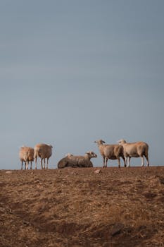 Peaceful group of sheep grazing on a hillside in Ankara, Türkiye, under a clear sky.
