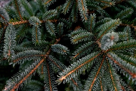 Closeup of evergreen tree branches showcasing their intricate needle structure for nature backdrops.