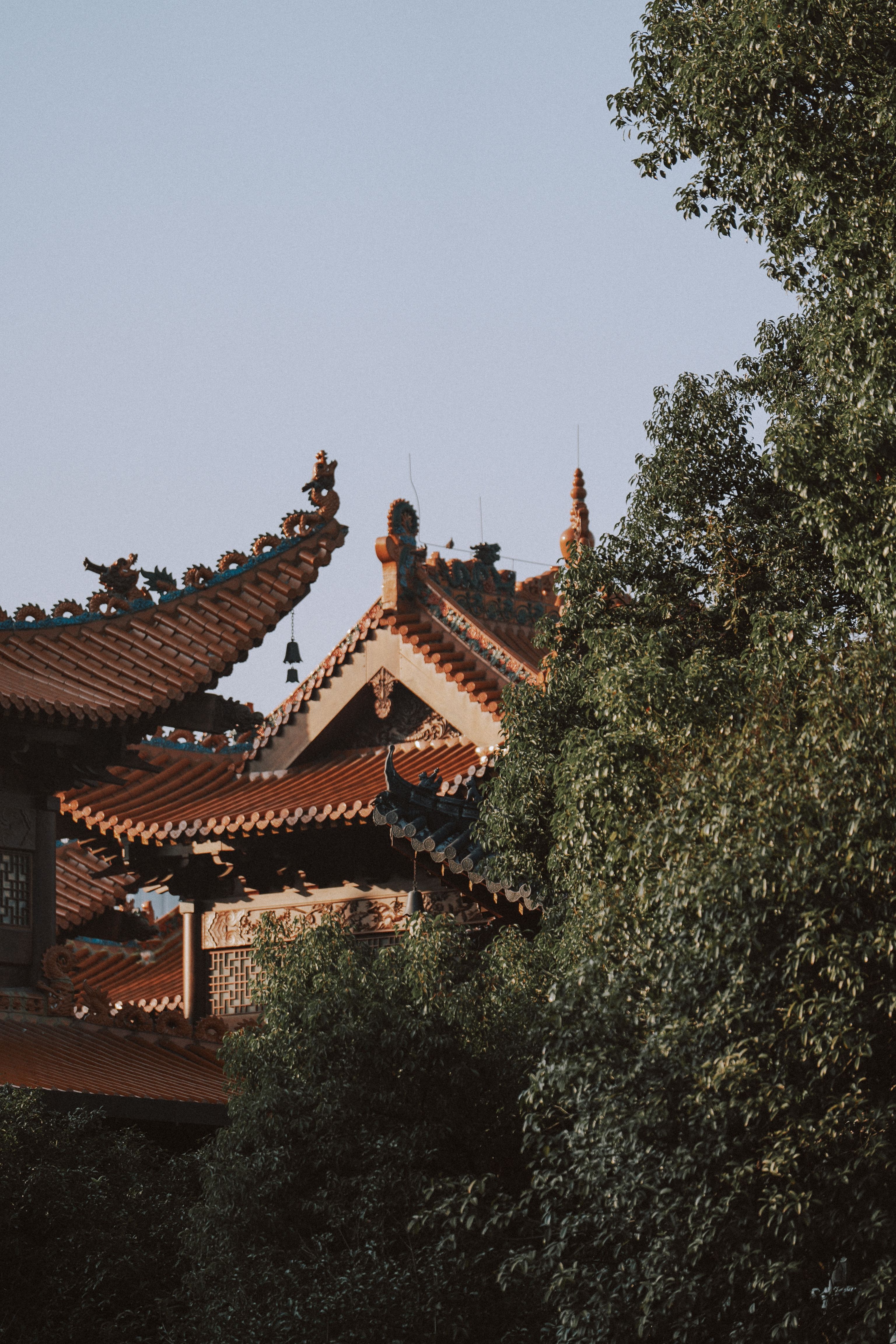Traditional Chinese Temple Rooftops Amidst Trees · Free Stock Photo