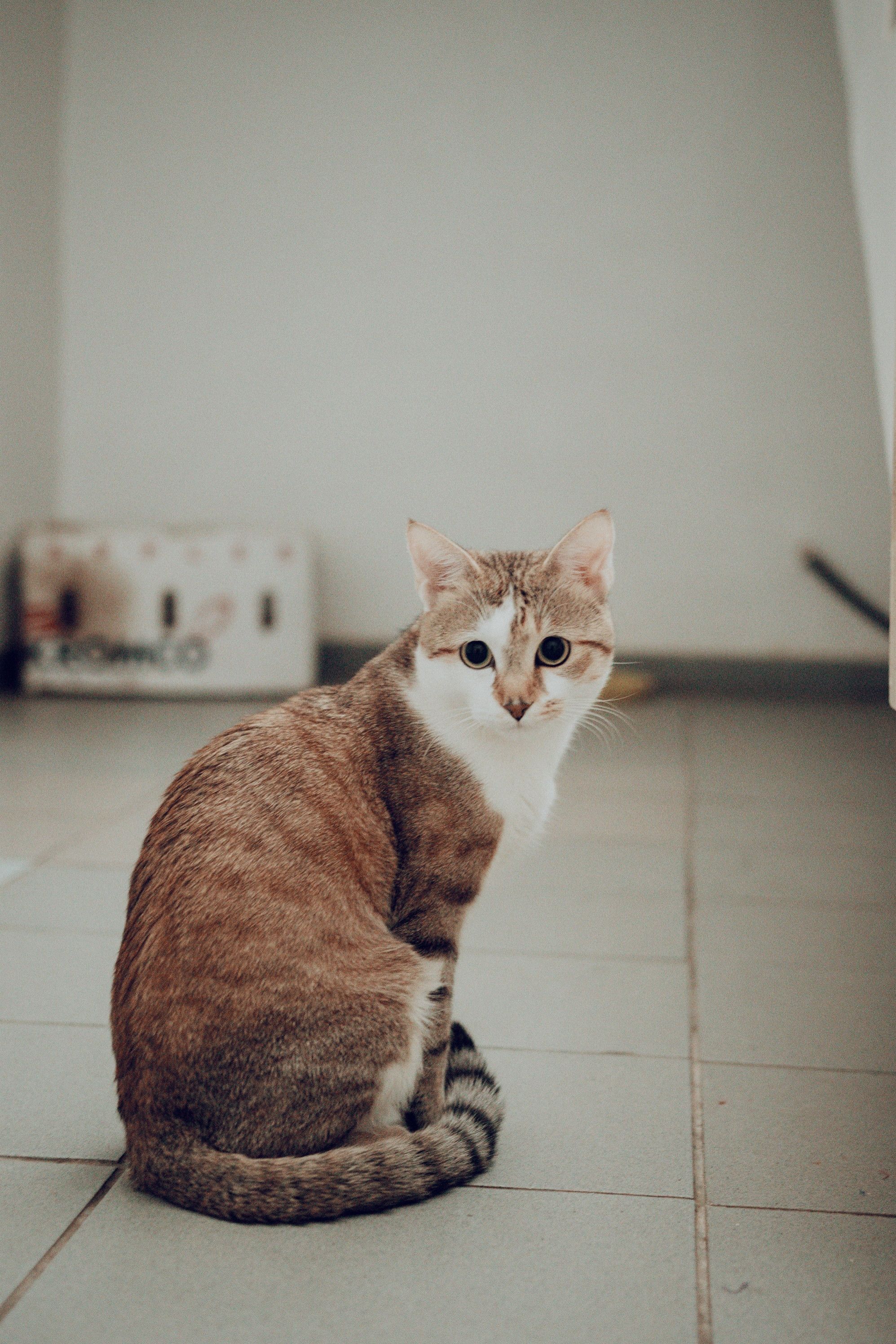 Beautiful Tabby Cat Sitting Indoors on Tiled Floor · Free Stock Photo