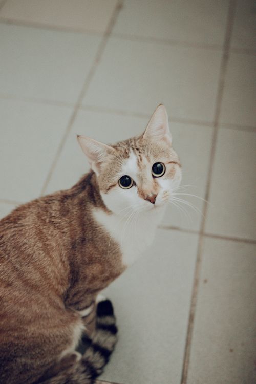 Free Adorable domestic cat with attentive gaze sitting on a tiled floor indoors. Stock Photo