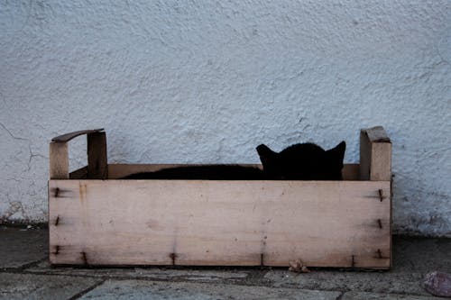 คลังภาพถ่ายฟรี ของ กรีซ, กล่อง, แมว