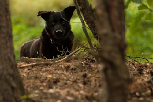 Free stock photo of black dog, forest, warsaw
