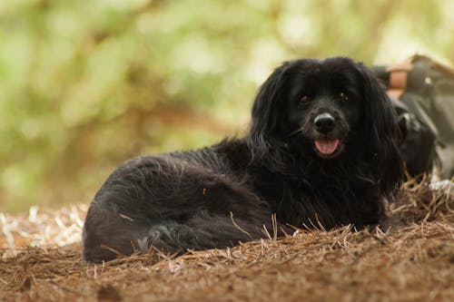 Δωρεάν στοκ φωτογραφιών με Βαρσοβία, δασικός, μαύρος σκύλος