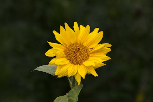Close-up of a vibrant yellow sunflower in full bloom against a blurred green background.