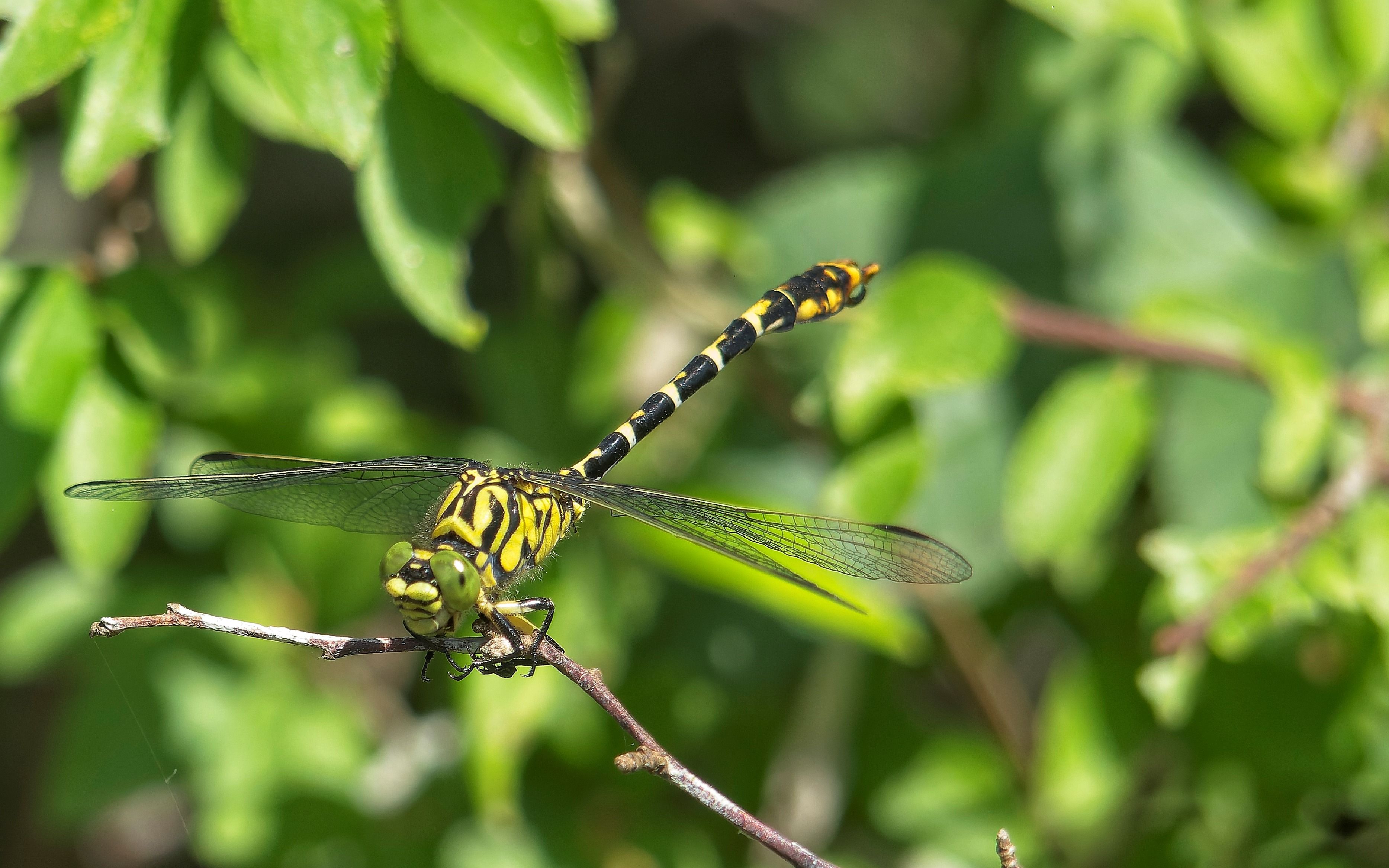 Close-up Macro of Colorful Dragonfly on Branch · Free Stock Photo