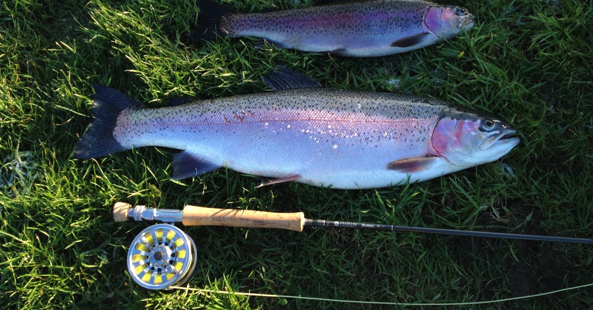 Free stock photo of fish, fishing rod, rainbow trout