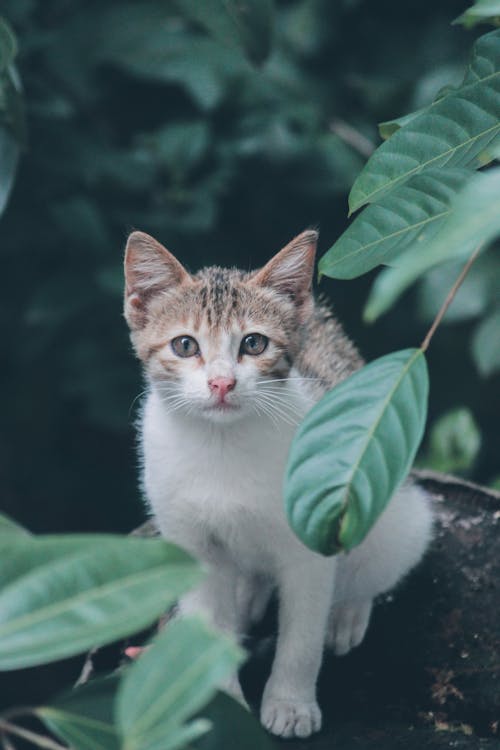 Фотография полосатого кота возле листьев