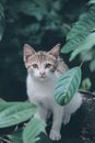 一只可爱的虎斑猫坐在翠绿的树叶间，好奇地捕捉着目光