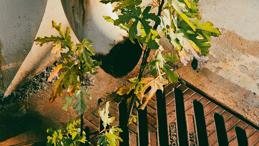 A rusted pipe at a drain with vegetation growing into it