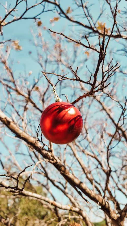 Free A red Christmas ornament hangs on a bare tree branch, symbolizing holiday spirit. Stock Photo