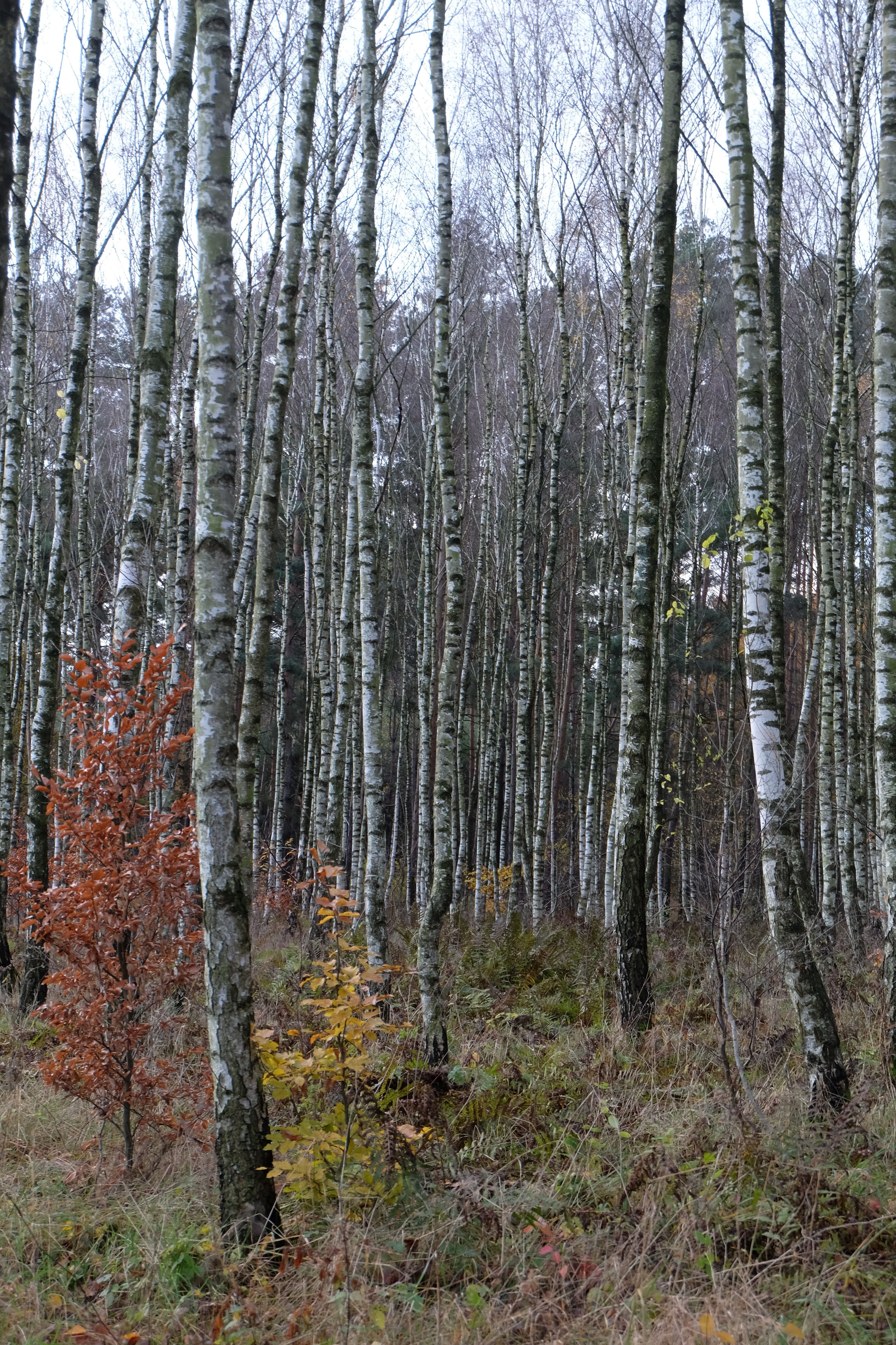 Inviting Tranquil Birch Forest Scene in Autumn · Free Stock Photo