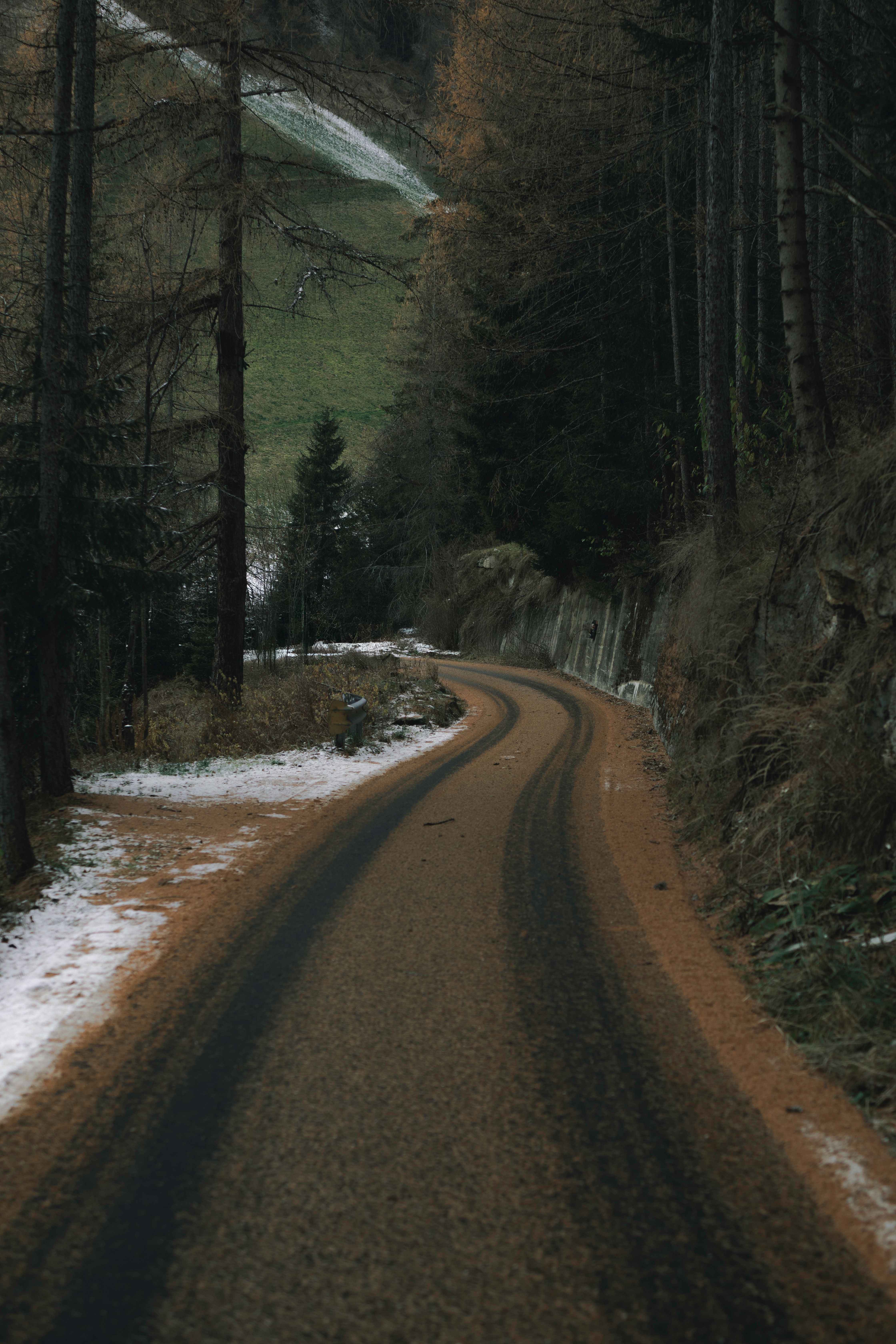 Serene Winter Forest Pathway with Snow and Trees · Free Stock Photo