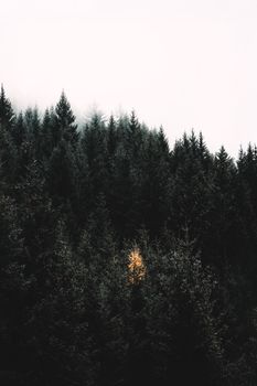 Lush green forest with a single highlighted yellow tree standing out.