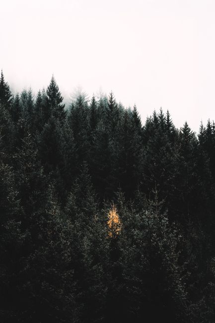 Lush green forest with a single highlighted yellow tree standing out.