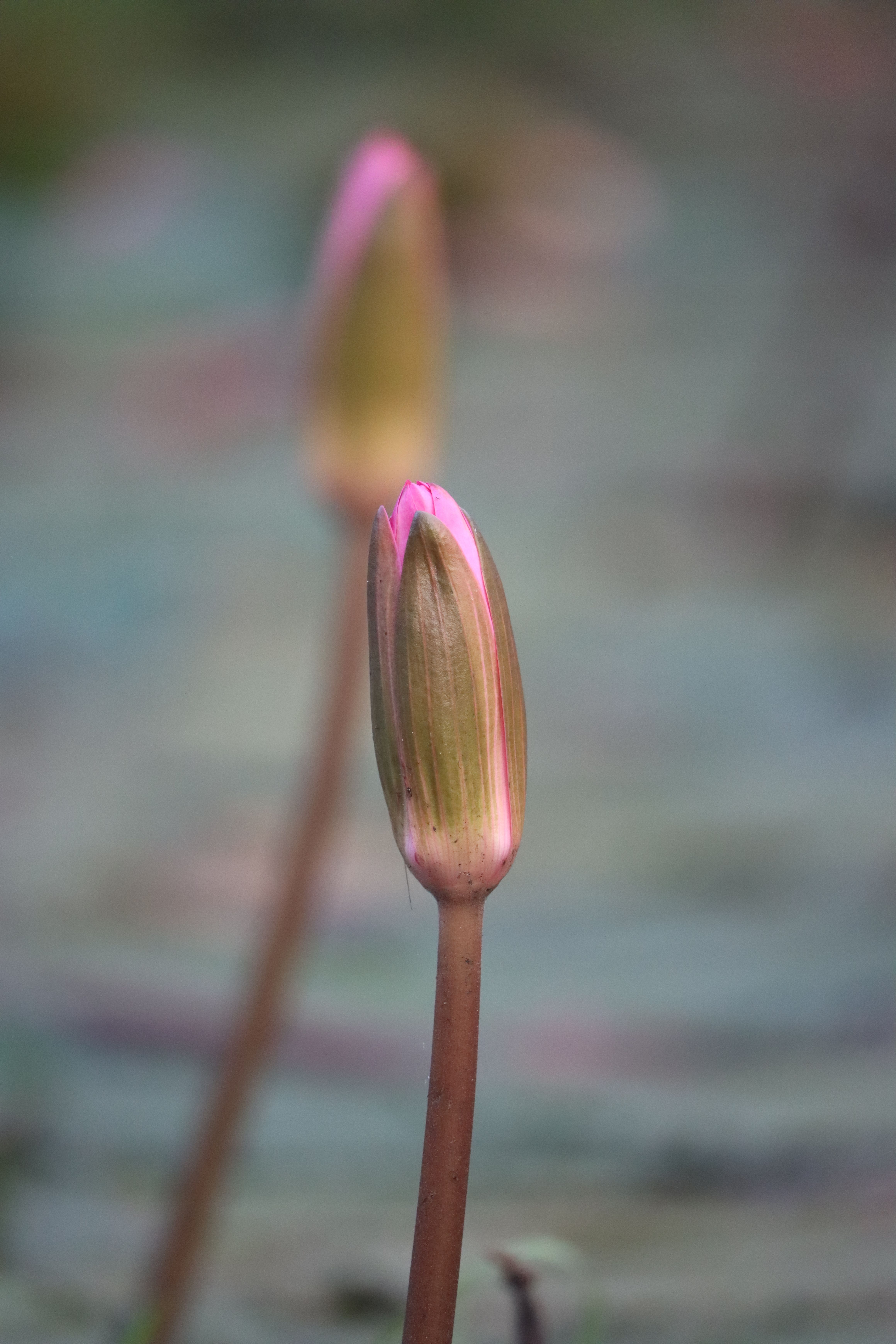 Lotus Flower With Roots Photos, Download The BEST Free Lotus Flower ...