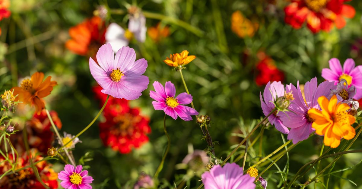 10 Astuces pour Cultiver des Fleurs Saisissantes
