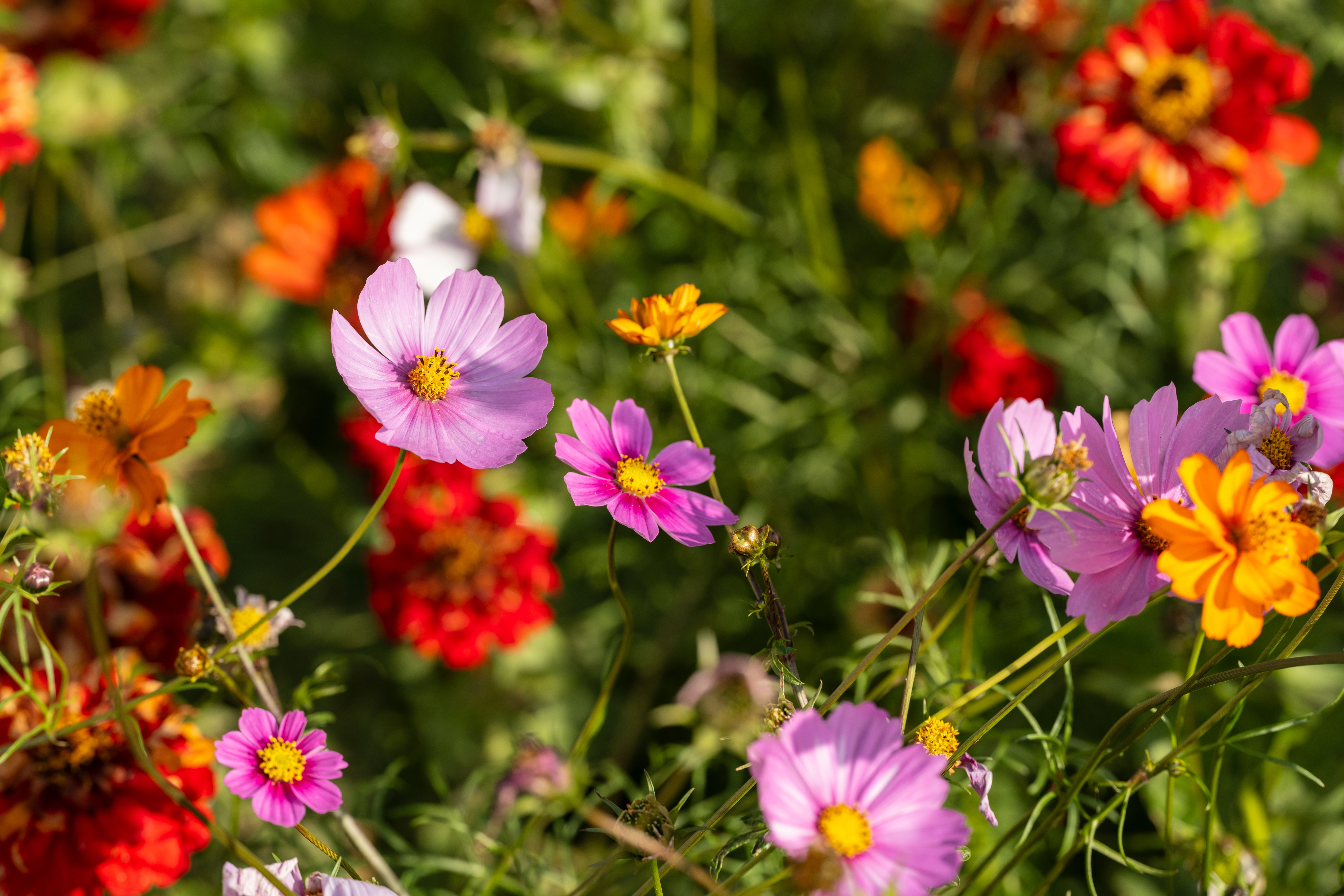 Vibrant Wildflower Meadow in Full Bloom · Free Stock Photo