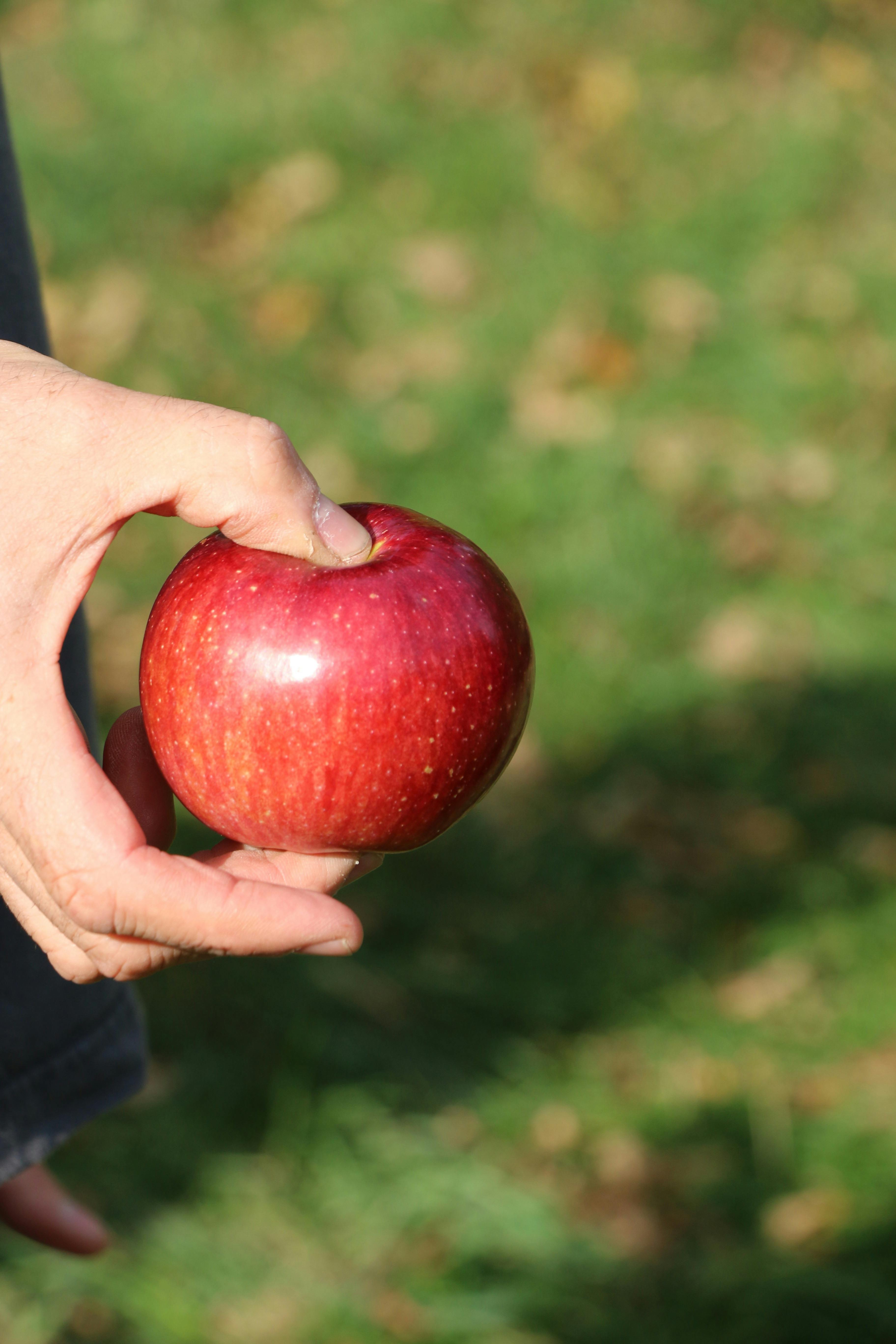 Free stock photo of apple, massachusetts