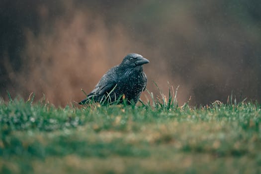 A solitary crow sitting in the rain on a misty grass field.