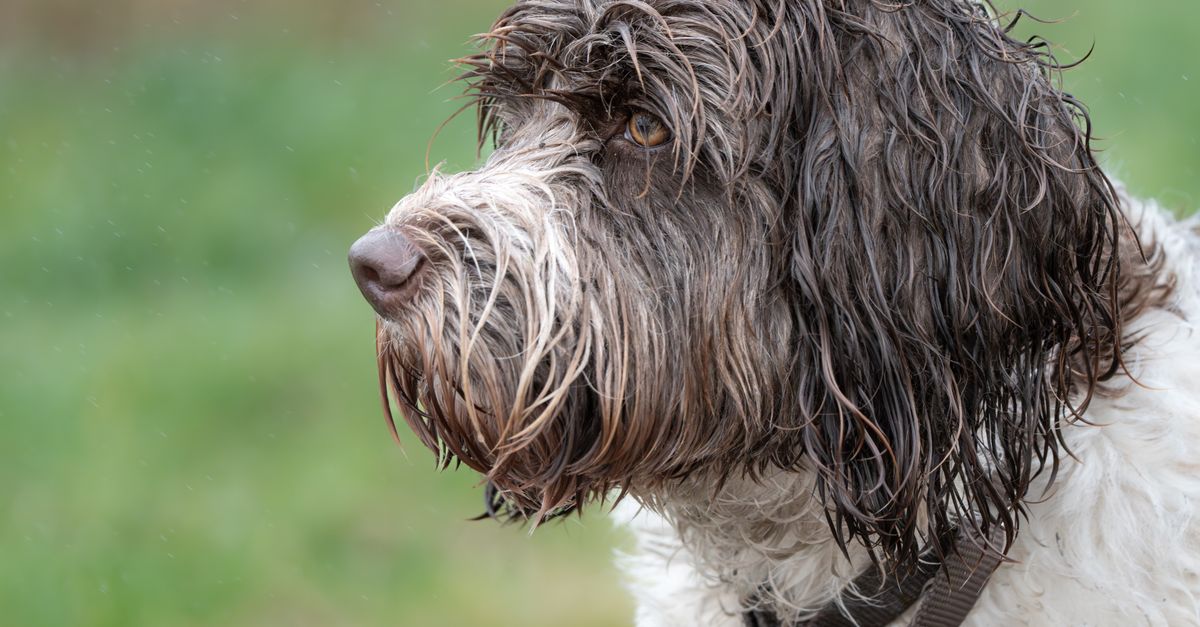 Profile view of a wet Portuguese Water Dog in a natural outdoor setting.