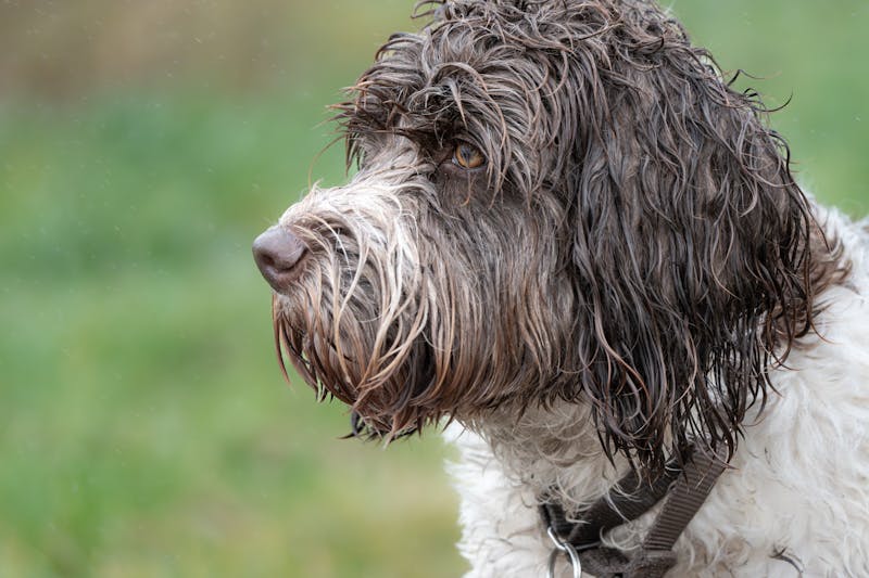 Portuguese Water Dog - Medium Working dog