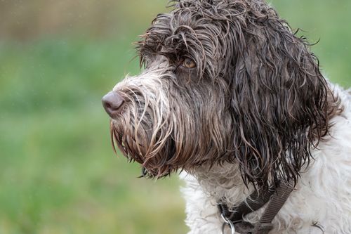 Free Profile view of a wet Portuguese Water Dog in a natural outdoor setting. Stock Photo