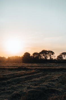 Beautiful sunset over a peaceful rural field with silhouetted trees and open sky, capturing serene natural beauty.