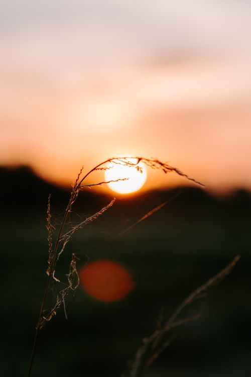 Free Close-up of grass against a vibrant sunset sky, evoking tranquility and nature's beauty. Stock Photo