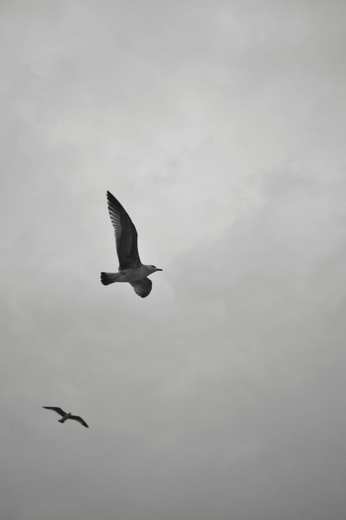 Free Artistic shot of seagulls flying against a gloomy, overcast sky, capturing nature's beauty. Stock Photo