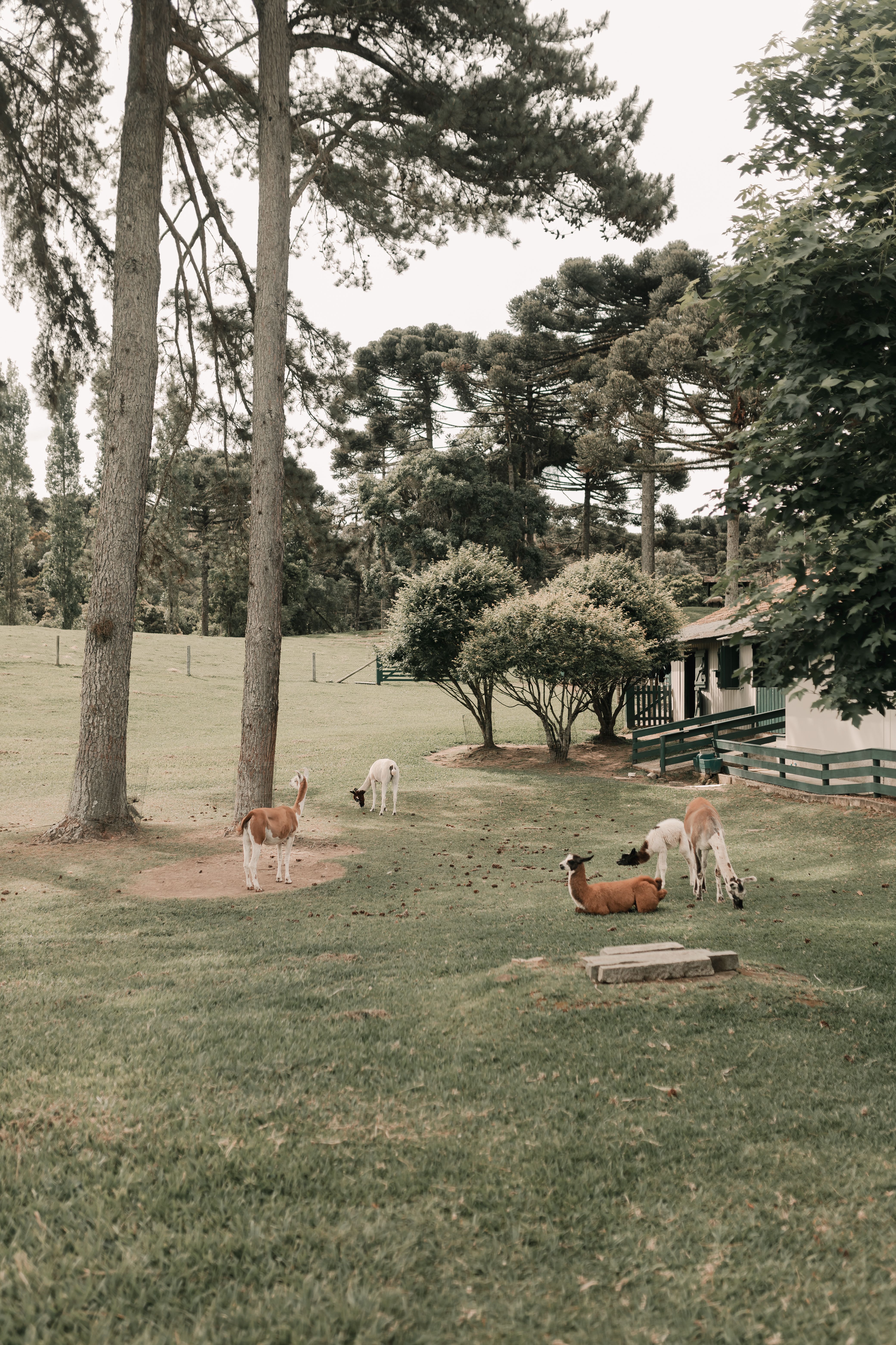 A tranquil scene of llamas grazing in a lush green pasture surrounded by tall trees.