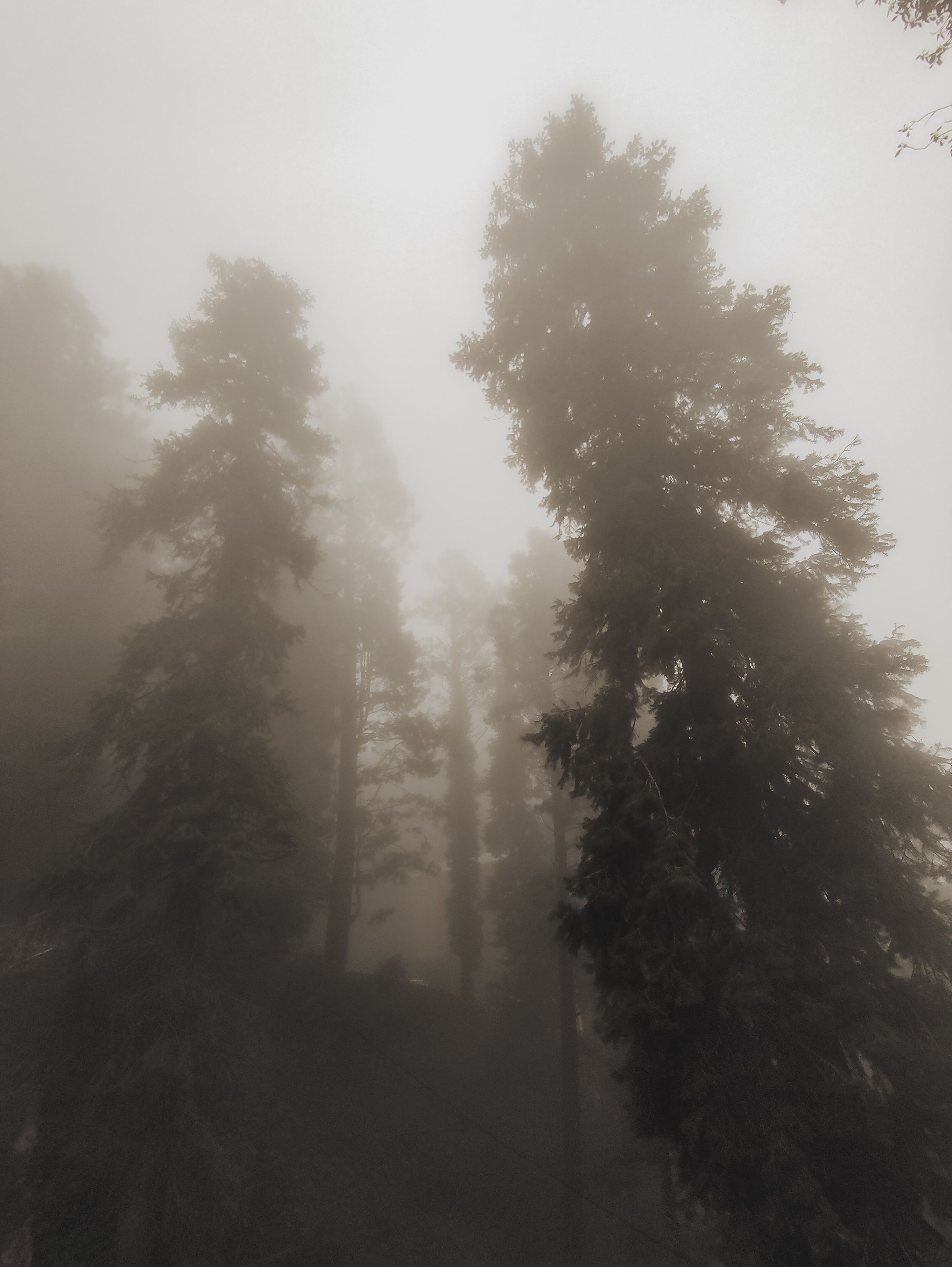 Misty Forest with Tall Pine Trees in Fog · Free Stock Photo
