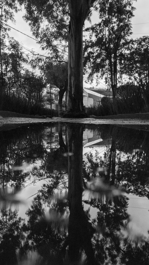 Free Reflection Stock Photo