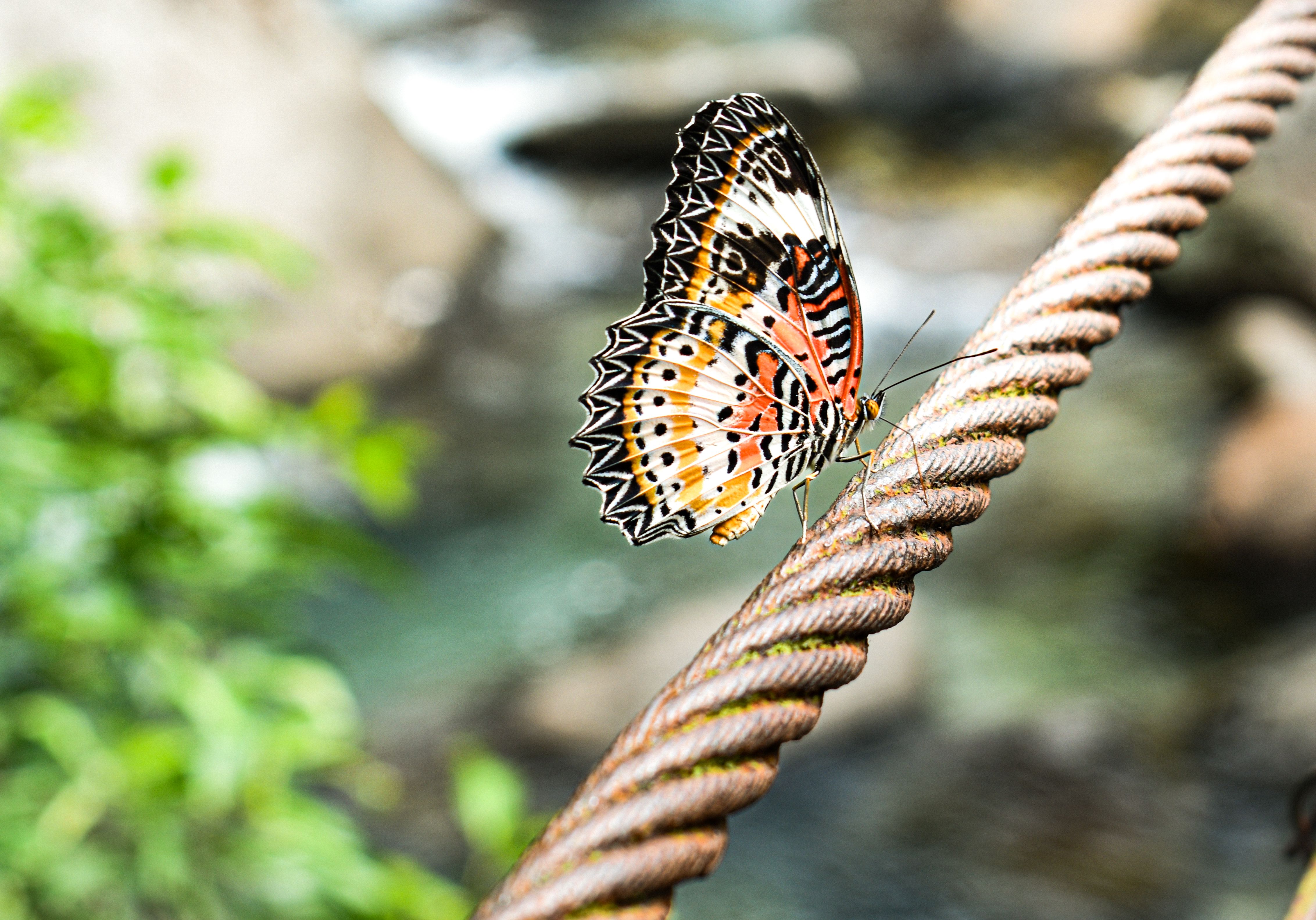 Colorful Butterfly on a Rope in Meghalaya · Free Stock Photo