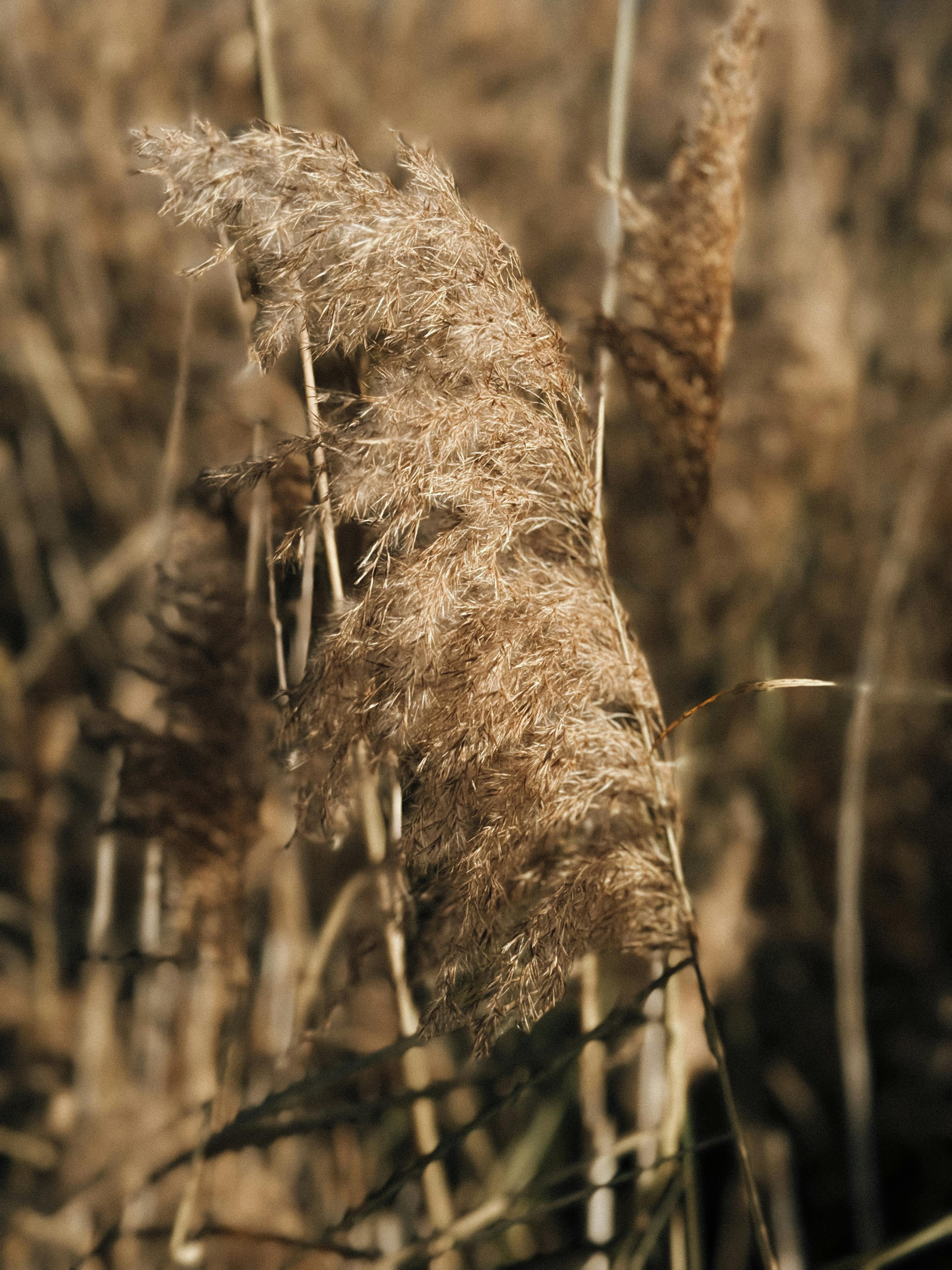 golden reeds in bayreuth bavaria