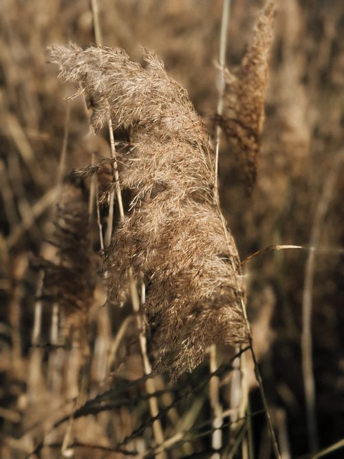 Free Close-up of golden reed plants in sunlight, Bayreuth, Bavaria. Stock Photo