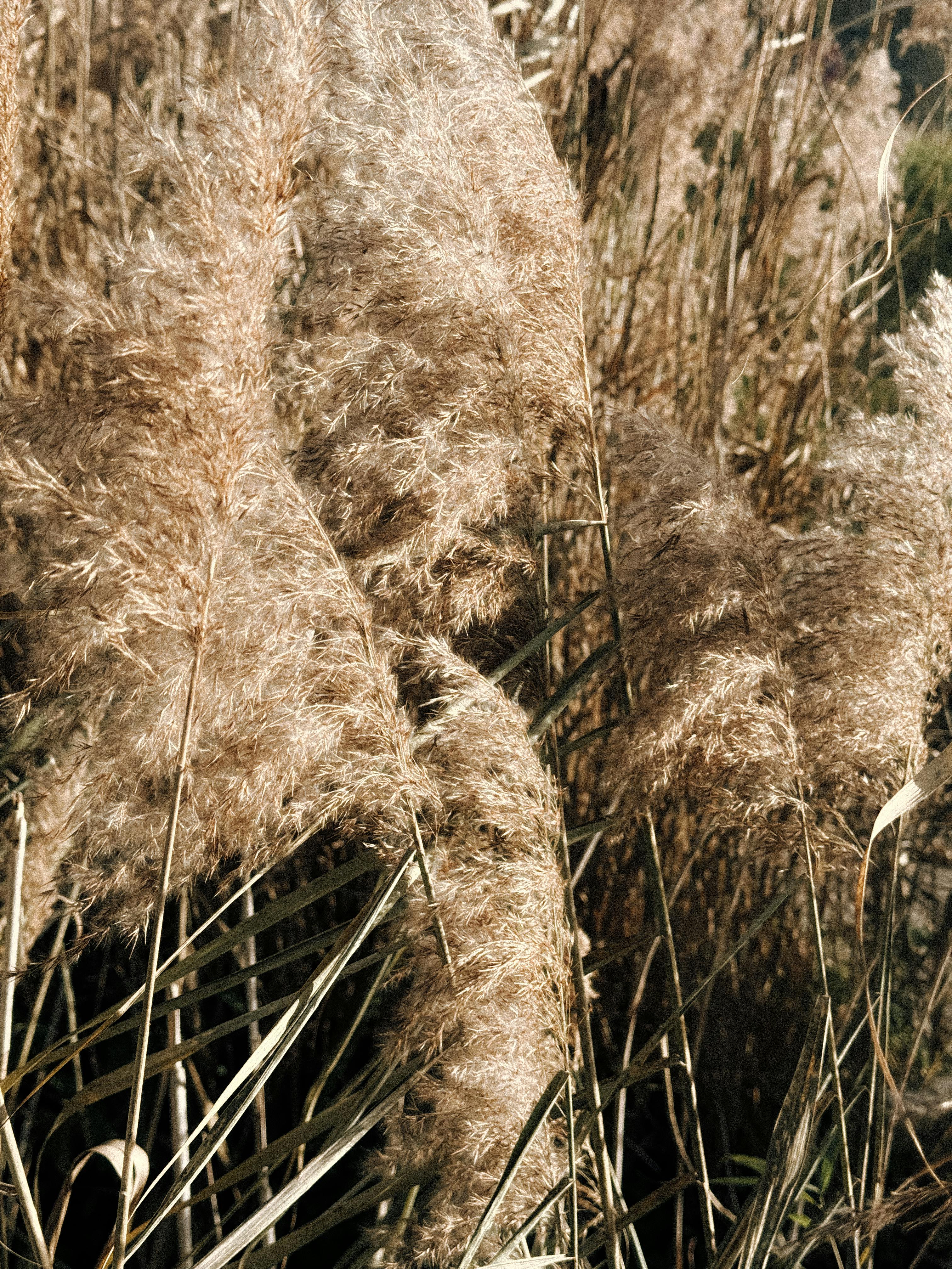 golden reed grass in bavarian sunlight