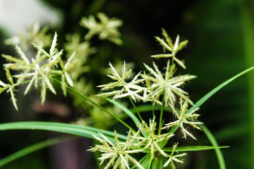 Free stock photo of green grass