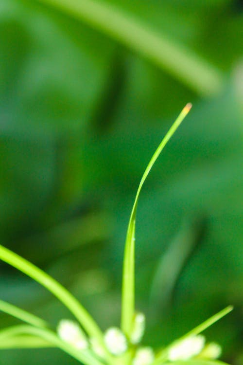 Free stock photo of greens