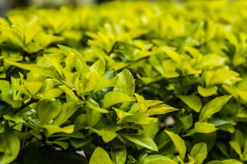 Free stock photo of green plant