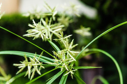 Free stock photo of green grass